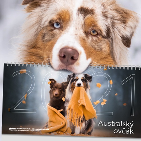 Stolní kalendář - Australský ovčák 2021